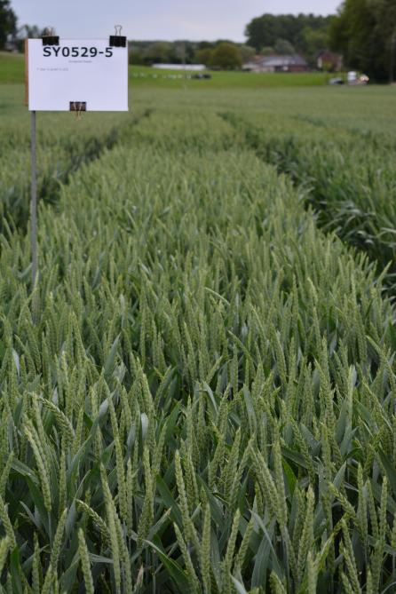 Het genummerde gewas SY0529-5 (Syngenta Seeds) doet denken aan het speltras Cosmos: robuust, met een goede opbrengst.