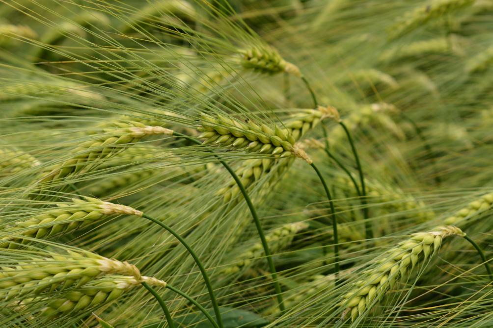 Syngenta Seeds zet sterk in op hybriderassen van wintergerst, zoals deze Smooth.