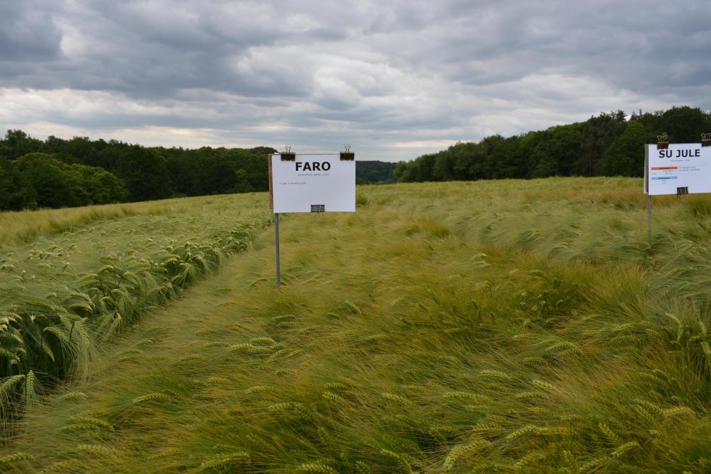 Faro (Jorion/Philip Seeds) is een vroege gerst van brouwkwaliteit, goed legervast met een hoge aardichtheid en best sterk tegen bladziekten.
