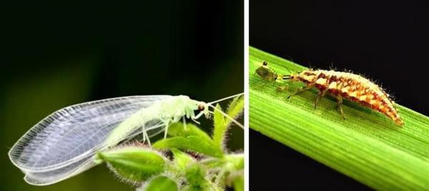 Vooral de larve van de gaasvlieg is een echte bladluisvreter