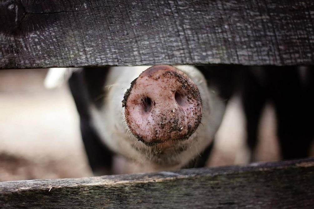 Zuid-Korea bevestigt eerste haard van varkenspest