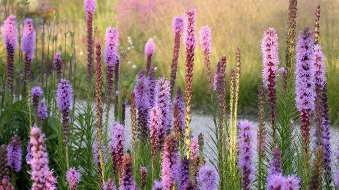 De Mooiste Doorlevende Bolgewassen Voor De Tuin Landbouwleven