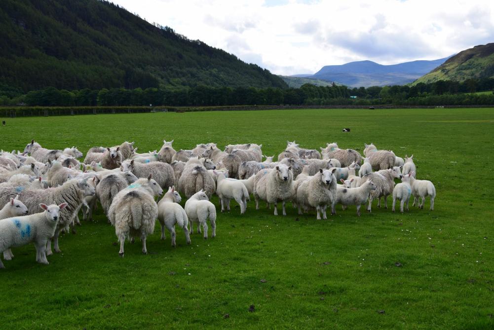 Schotland Hoe Schapen Vee En Brexit Het Landschap Vormen Landbouwleven
