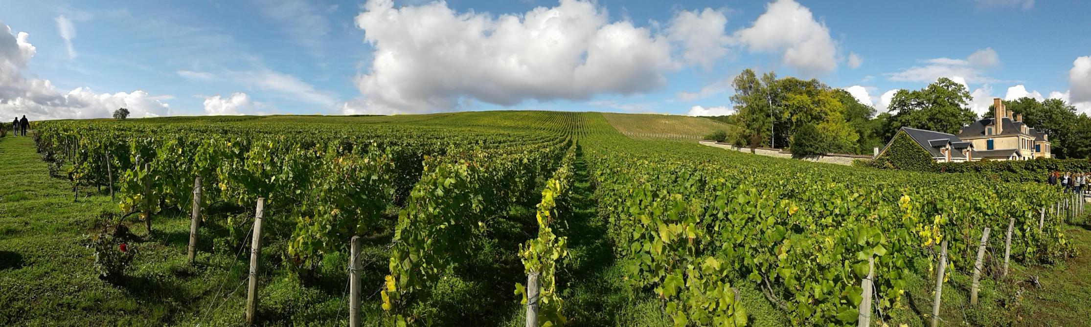 De Taittinger-wijngaarden worden beheerd met respect voor het milieu.