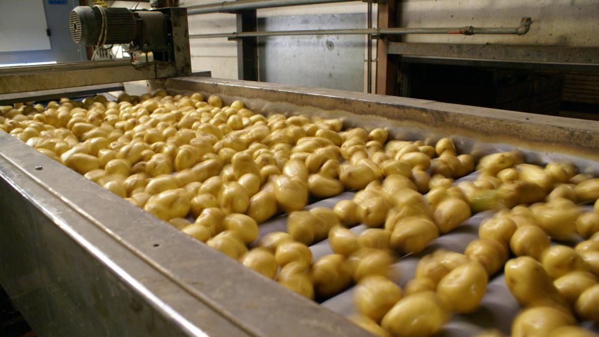 Elk jaar groeit de wereldwijde vraag naar friet met enkele procenten.