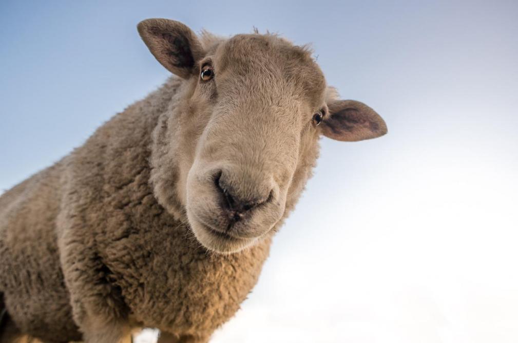 Betere Weer schapen en geiten in beslag genomen in Haren - Landbouwleven FL-41