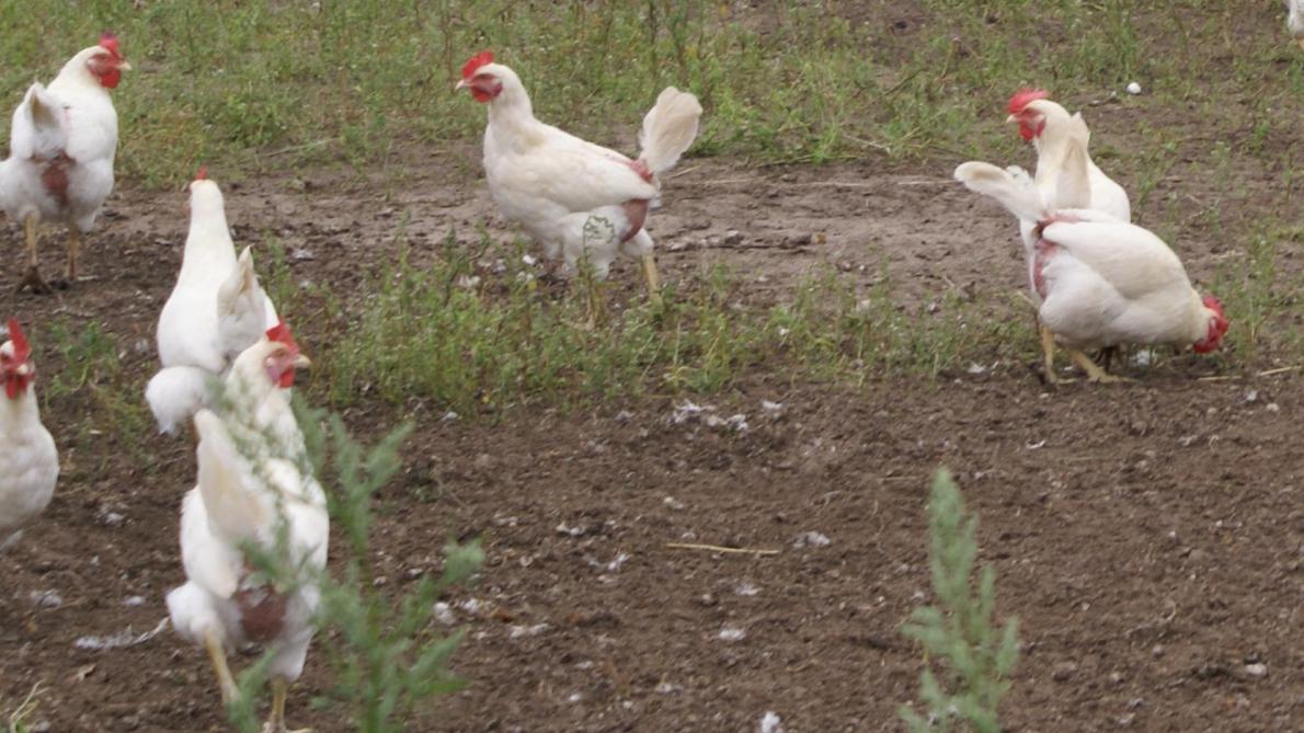 Vogelgriepvirus type H5N8 nu ook in Roemenië - Landbouwleven