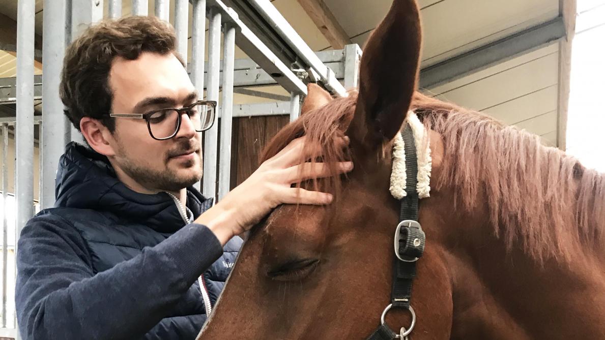 Massage Ideaal Om Stress Bij Paarden Te Verlagen Landbouwleven