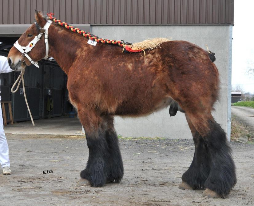 Souvenir van Strijtem van Vlaams-Brabant is een van de vier goedgekeurde trekpaardhengsten tijdens de herkeuring in Oosteeklo.