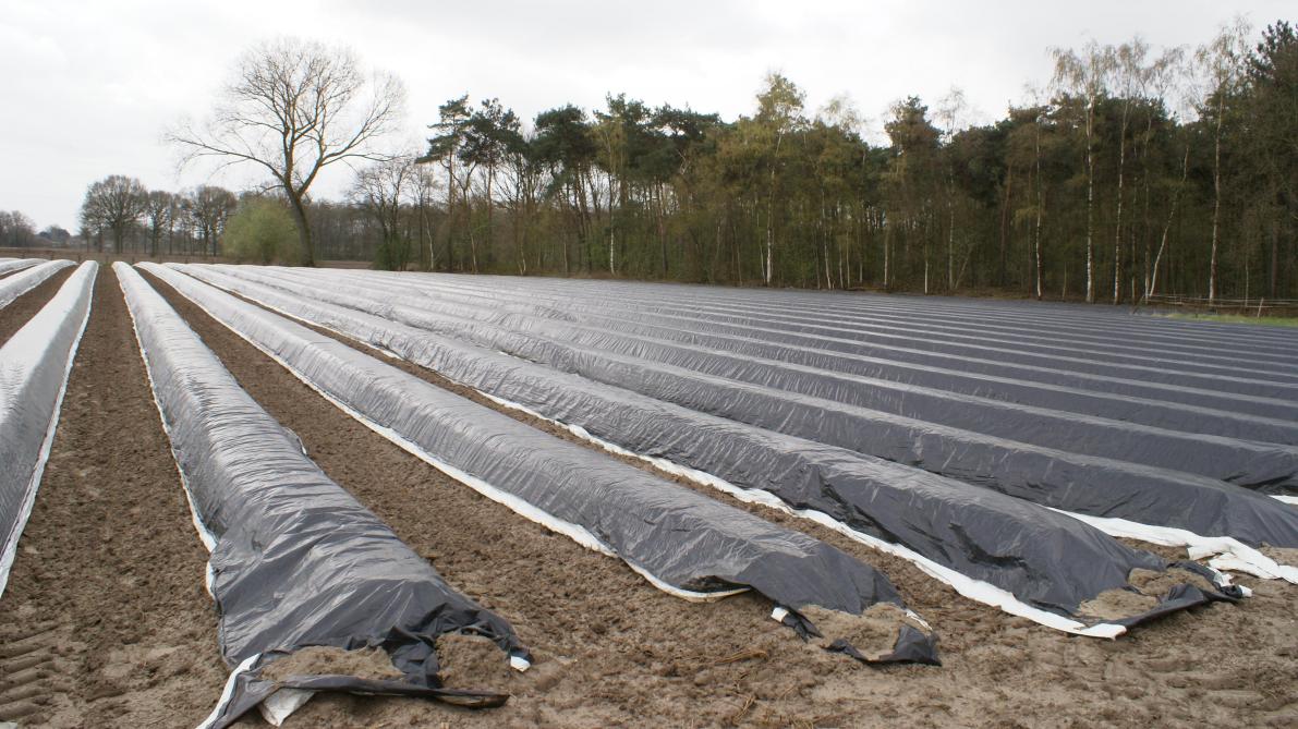 Boerenbond prijzen voor asperges ingestort wegens uitvallen afzet
