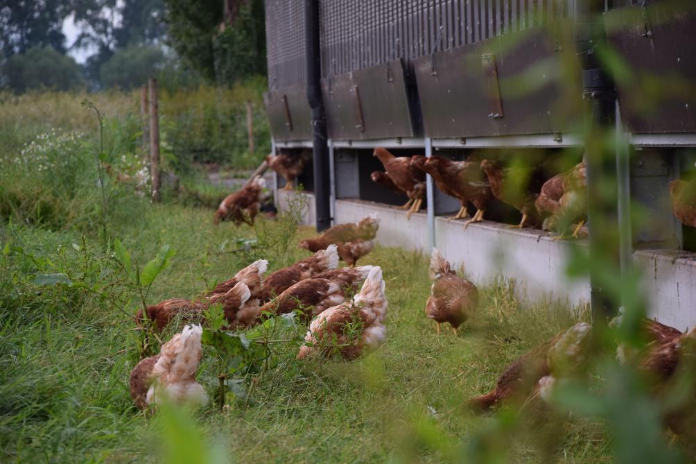 Nederlandse ophokplicht opgeheven - Landbouwleven