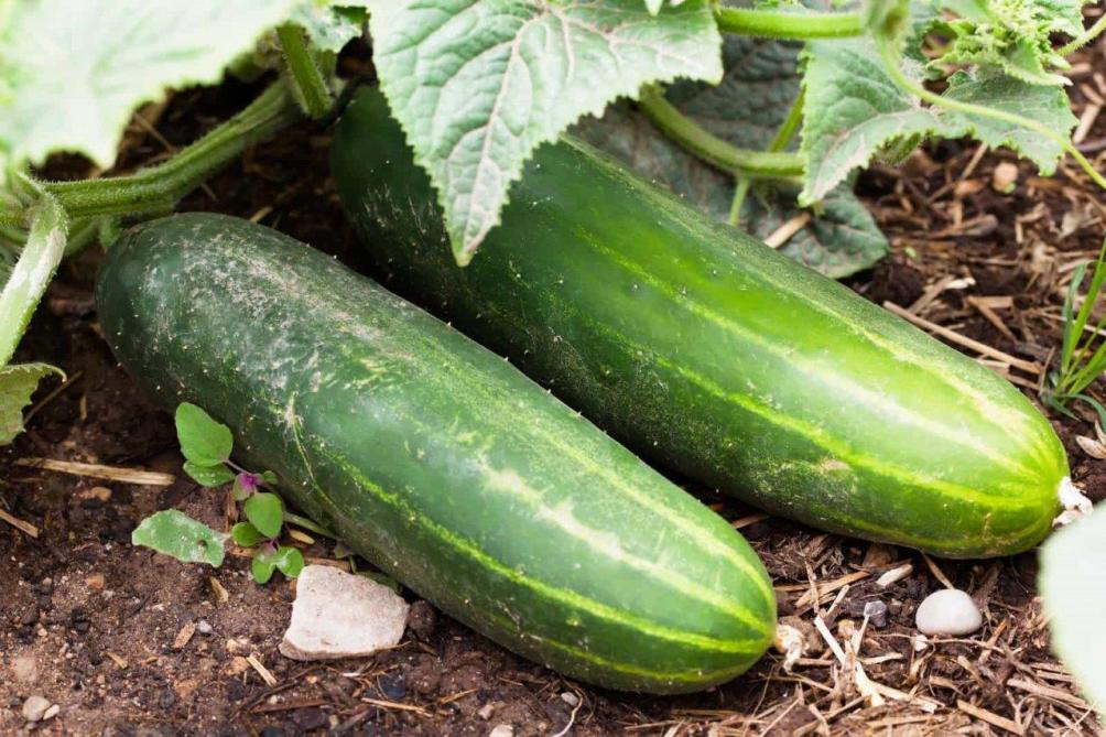 Tuinrubriek augurk of komkommer Landbouwleven
