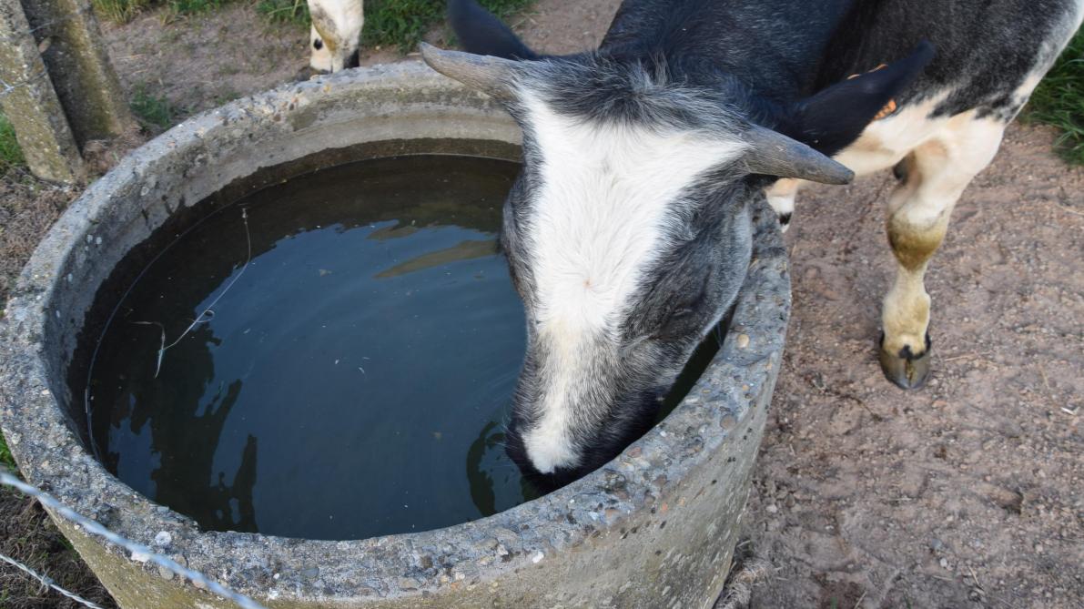 wacht Gedetailleerd Verdampen Hoge geleidbaarheid water vraagt nodige aandacht - Landbouwleven