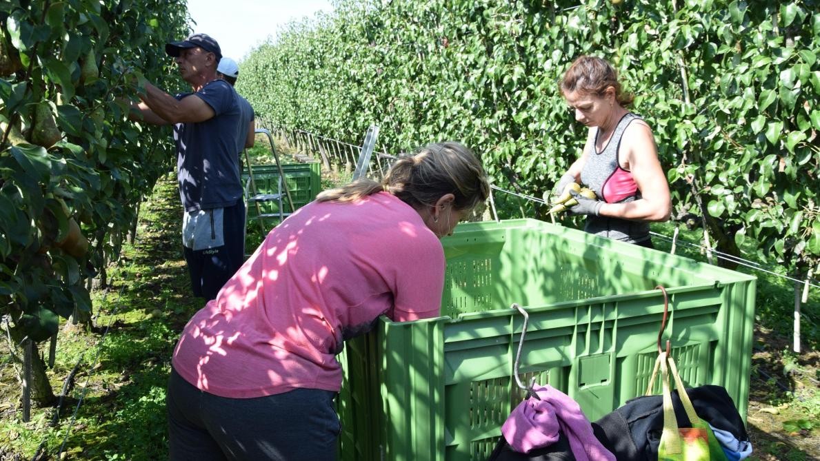 Jaarlijks komen er duizenden seizoenarbeiders in de zomermaanden helpen met de fruitpluk in de gemeentes Sint-Truiden, Nieuwerkerken en Borgloon. vanaf 28 juli moeten ze voldoen aan extra corona-maatregelen.