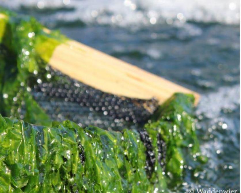 Het ValgOrize-project werd in het leven geroepen om algen als voedsel voor de mens in Europa te promoten. Deze studies leveren ook reststromen op die als pluimveevoeder kunnen ingezet worden.