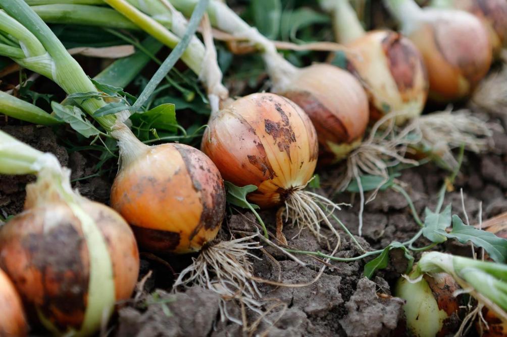 winterajuin nu zaaien of straks planten landbouwleven
