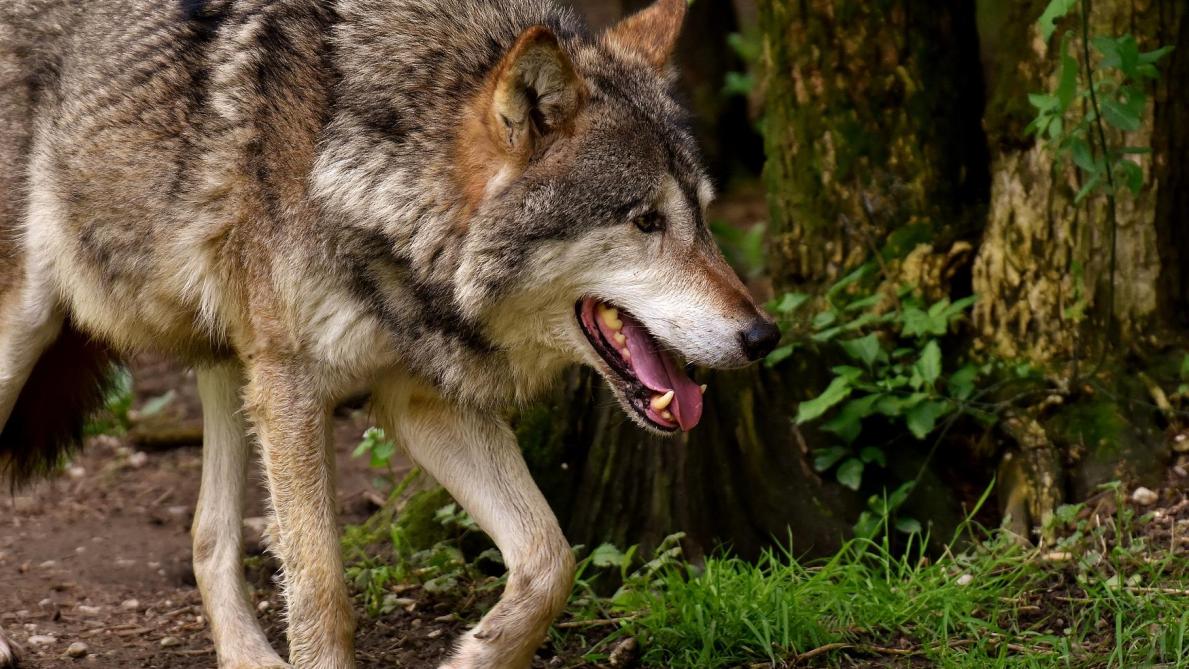 Welkom Wolf adviseert enkel stroomdraden als omheining. Er is echter veel meer nodig om een wolf tegen te houden.