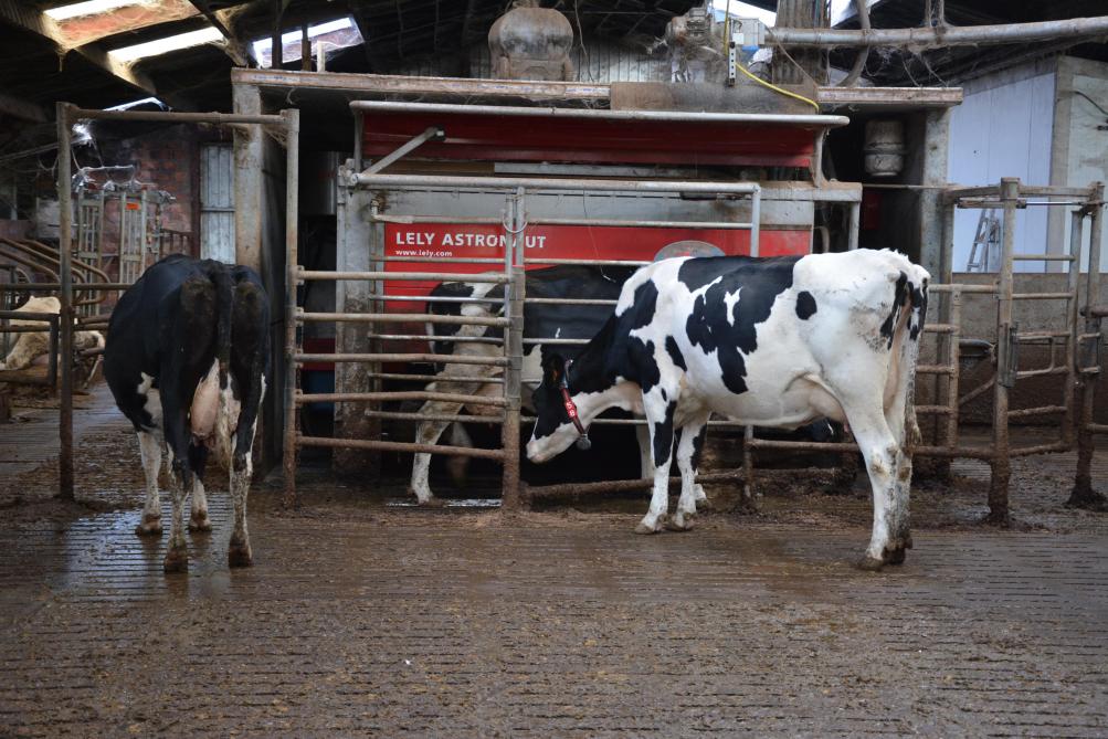 De melkrobot moet op de juiste plaats gezet worden in de stal voor een goede circulatie van de dieren.