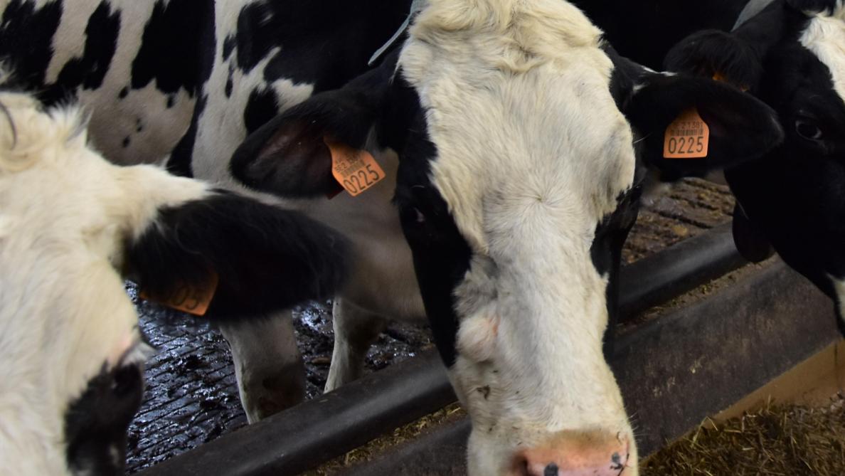 3% van de totale melkproductie in ons land is biologisch.