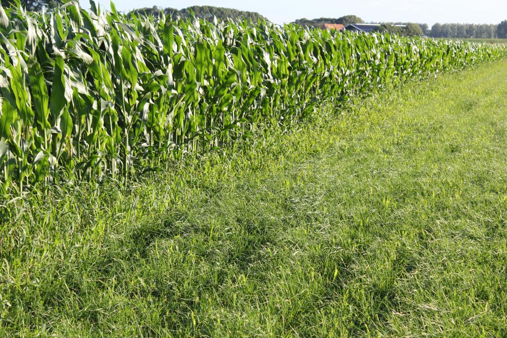 Een groter opbrengstverschil tussen maïs en gras op zandbedrijven