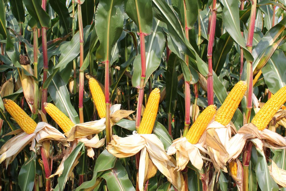 Maïs als belangrijke energieproducent op het eigen bedrijf in de vorm van zetmeel