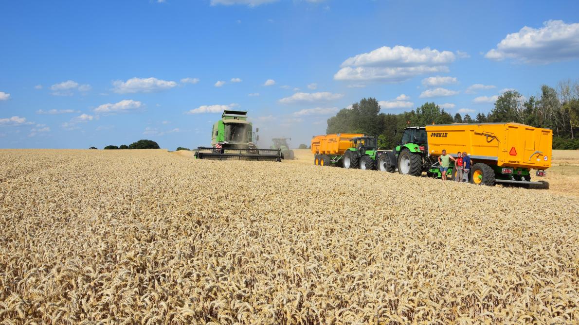 Hybride tarweproductiesystemen kunnen de oogst veilig stellen.
