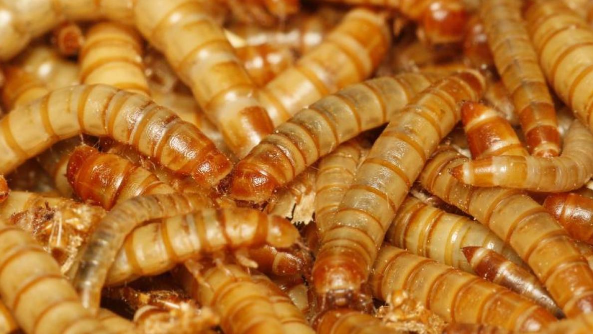 Meelwormen zijn larven van de meeltor en zijn rijk aan vetten, vezels en proteïnen.