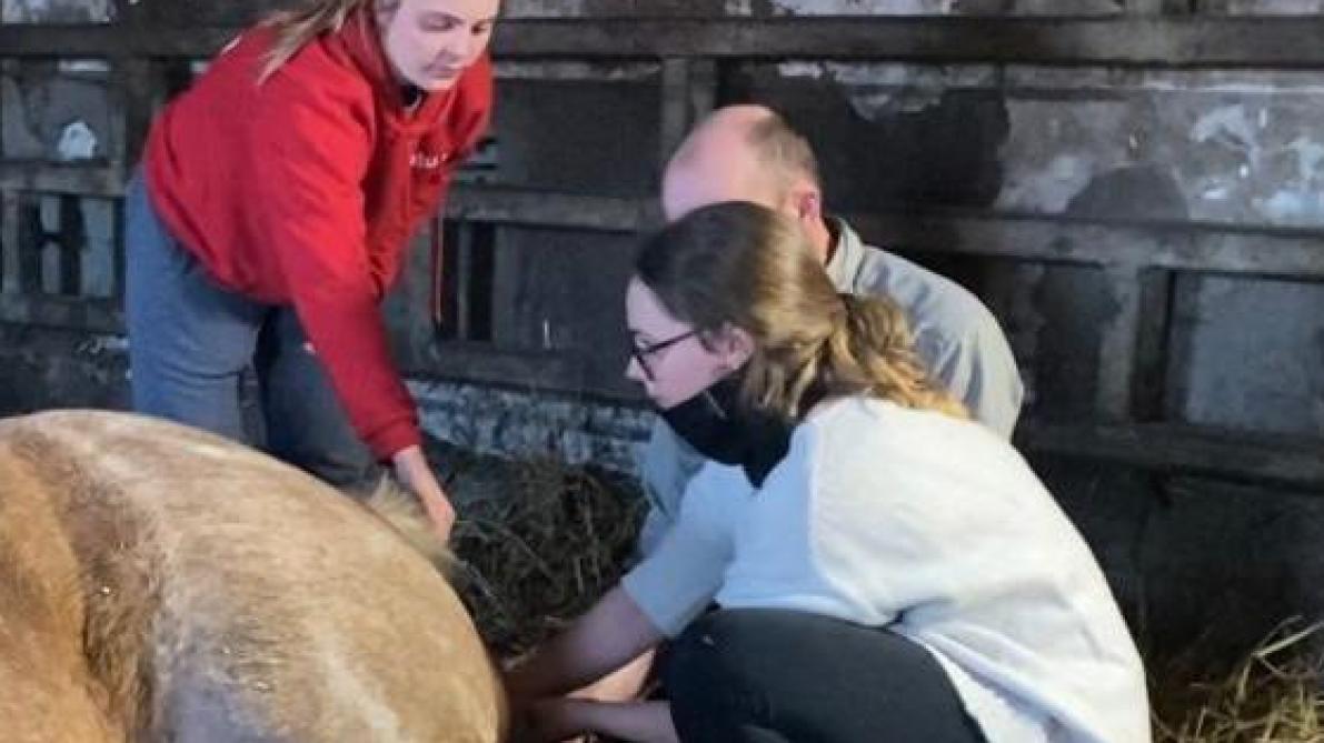 Studenten dierengeneeskunde bij de 19-jarige trekpaardmerrie Machteld vanEuverbraeke.