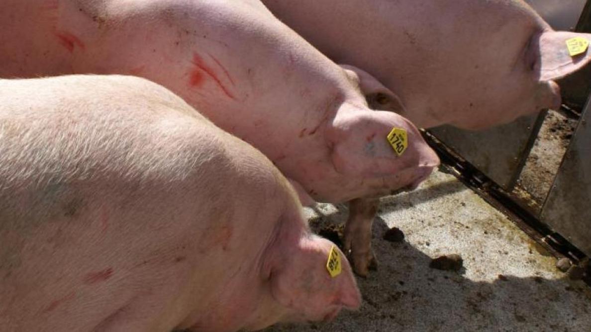 De overheidssteun, die de vorm aanneemt van directe subsidies, staat open voor alle ondernemingen die actief zijn in de productie en verwerking van varkens en pluimvee