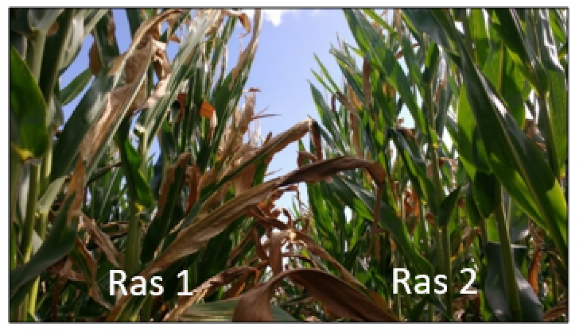 Foto 1. Maïsplanten op ILVO-proefvelden (zomer 2019): maïs vertoont sterke bladverbranding, ras 1 is sterker verbrand dan ras 2.