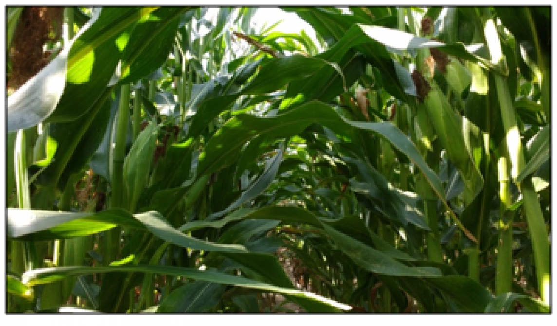 Foto 2. Maïsplanten op ILVO-proefvelden (zomer 2019): groene maïsplanten, geen bladverbranding aanwezig.