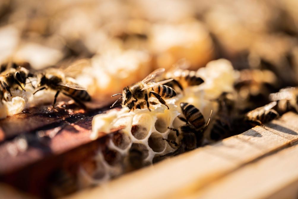 Bijen kunnen enkel op zoek gaan naar nectar als aan alle voorwaarden is voldaan: voldoende bloei, de afwezigheid van wind, veel zonlicht… “Net zoals in de landbouw moeten de sterren goed staan, als men wil dat alles goed gaat.