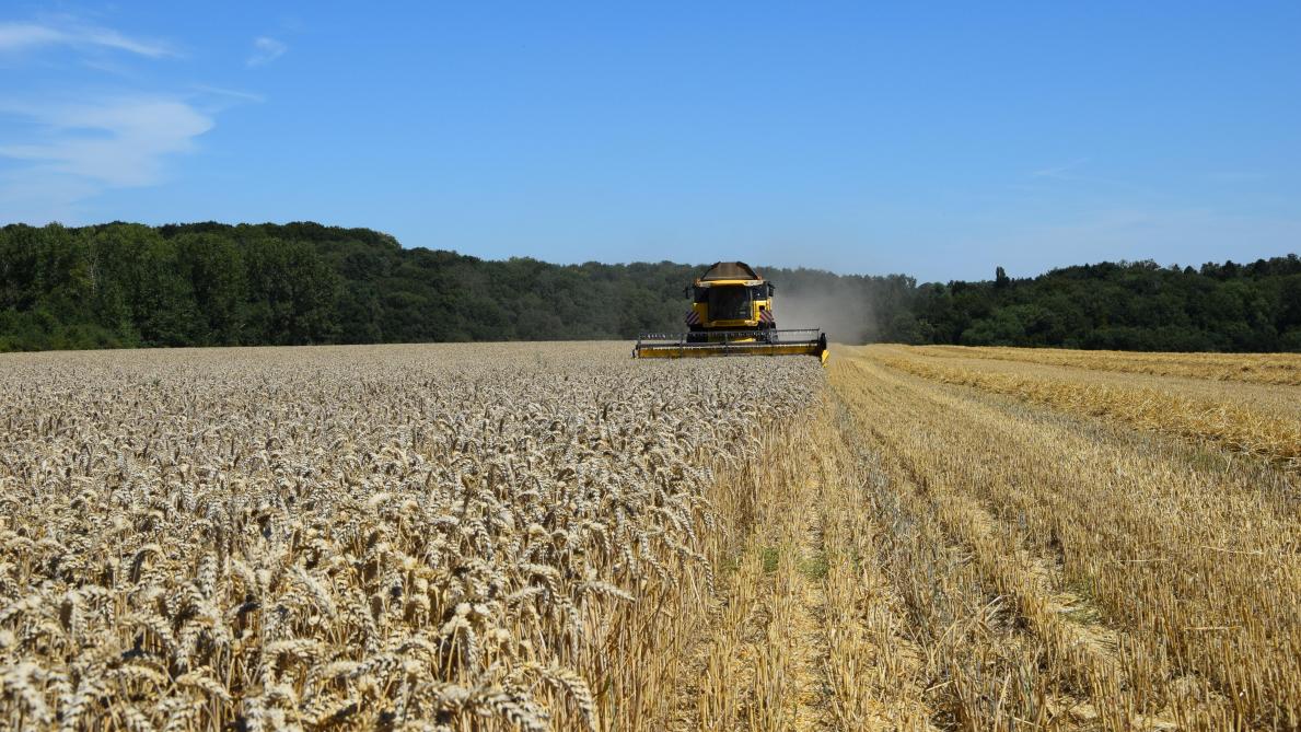 Praktijkpunt Landbouw, Hogent en BDB organiseren een infomoment om meerwaarde te creëren met lokaal geteelde tarwe.