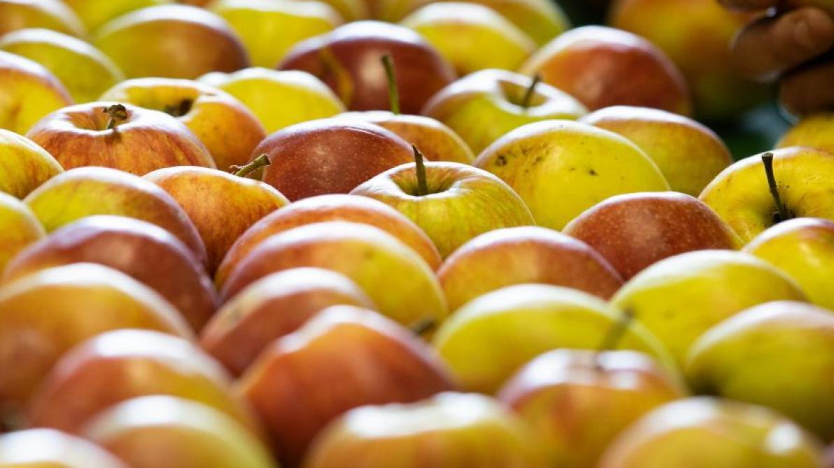 Optiflux gaat het zuurstofniveau zo regelen dat het fruit in een soort coma belandt. Dat moet de houdbaarheidsduur met 3 maanden verlengen.