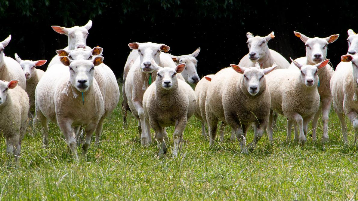 Het doel van het project ‘Van A(bortus) tot Z(woegerziekte): Preventieve gezondheidszorg voor Kleine Herkauwers’ is om houders van kleine herkauwers (geiten, herten en schapen) betreffende diergezondheidsproblematieken te sensibiliseren.