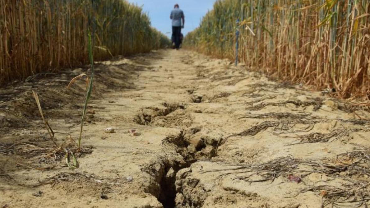 De droogteproblematiek die zich de voorbije jaren heeft voorgedaan in Vlaanderen noopt ook tot wijzigingen in het telen van landbouwproducten.
