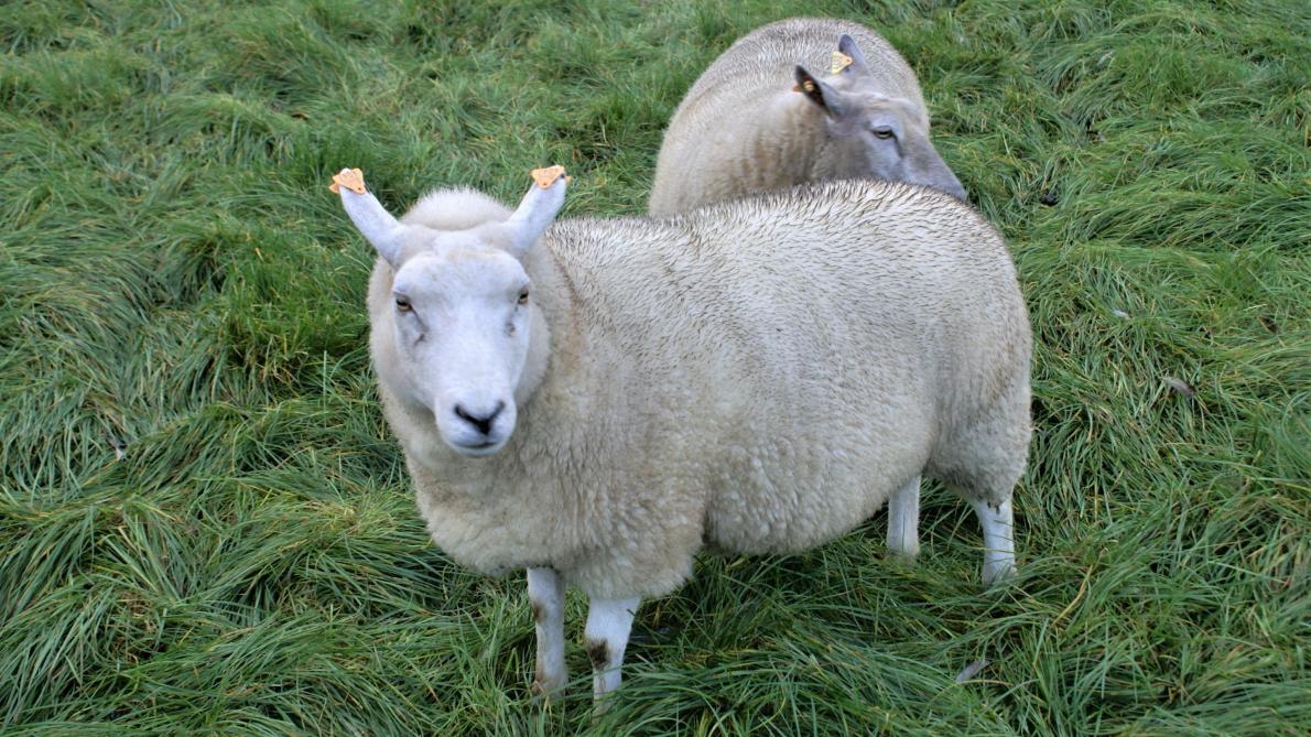 Veel schapenhouders moeten nu op zoek naar een nieuw slachthuis dat waarschijnlijk een pak verder gelegen is.