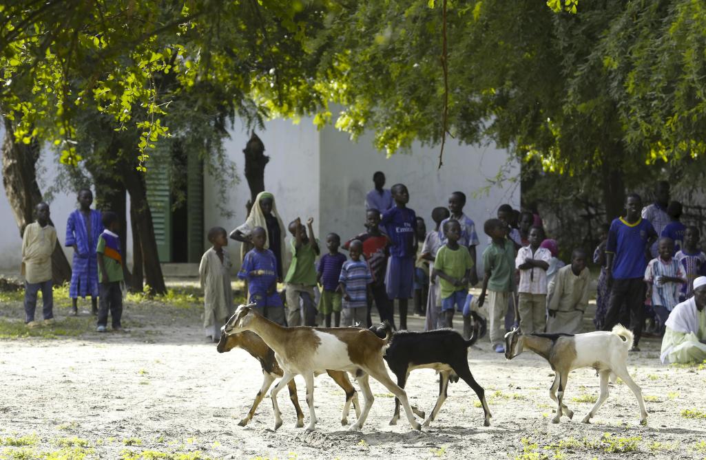 Een conflict van veehouders en andere landbouwers leidde al tot 22 doden in Tsjaad.