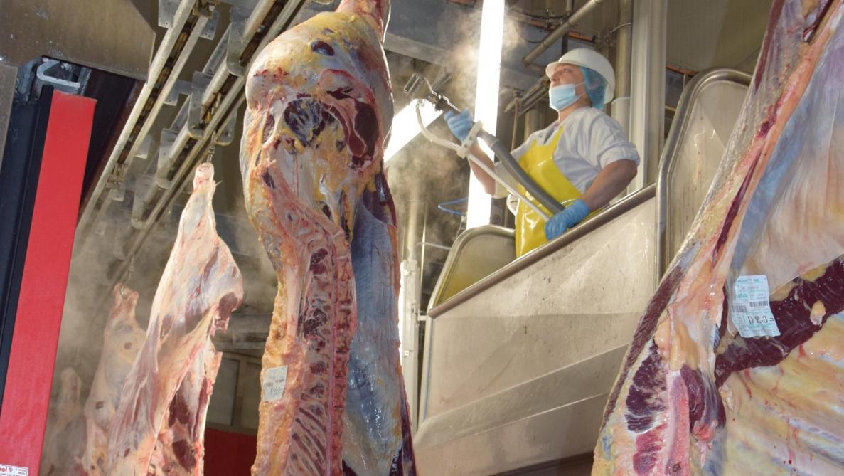 Met de steamvac kan men eventuele restbacteriën van het karkas verwijderen.