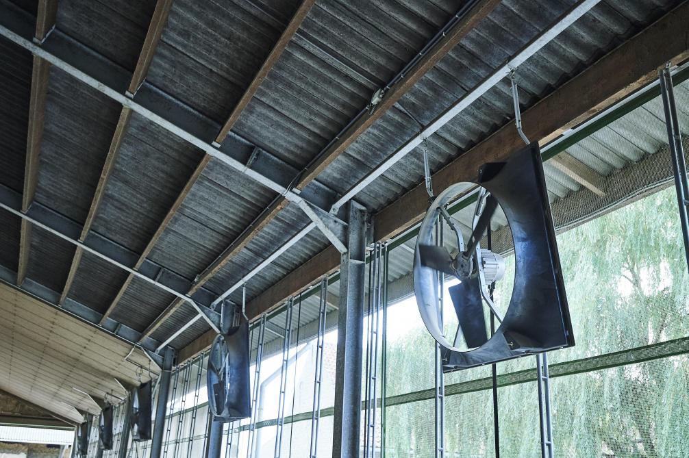 Het gebruik van ventilatoren bij droogstaande koeien is zeker aangeraden in warme periodes.