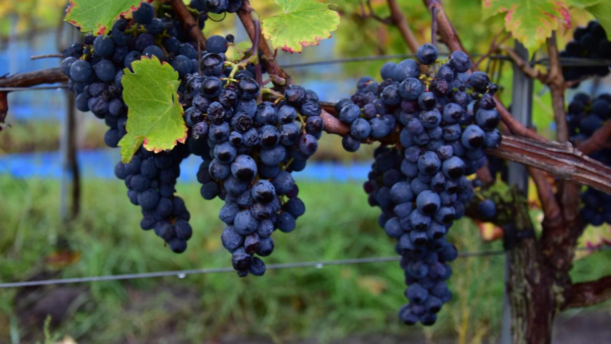 Wijnbouwers die aan de VLIF-voorwaarden voldoen, maken aanspraak op investerings- of vestigingssteun.