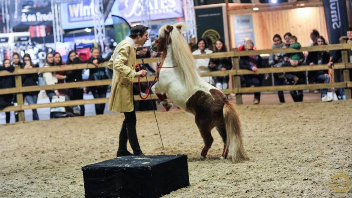 2021 wordt een jaar zonder Flanders Horse Expo.