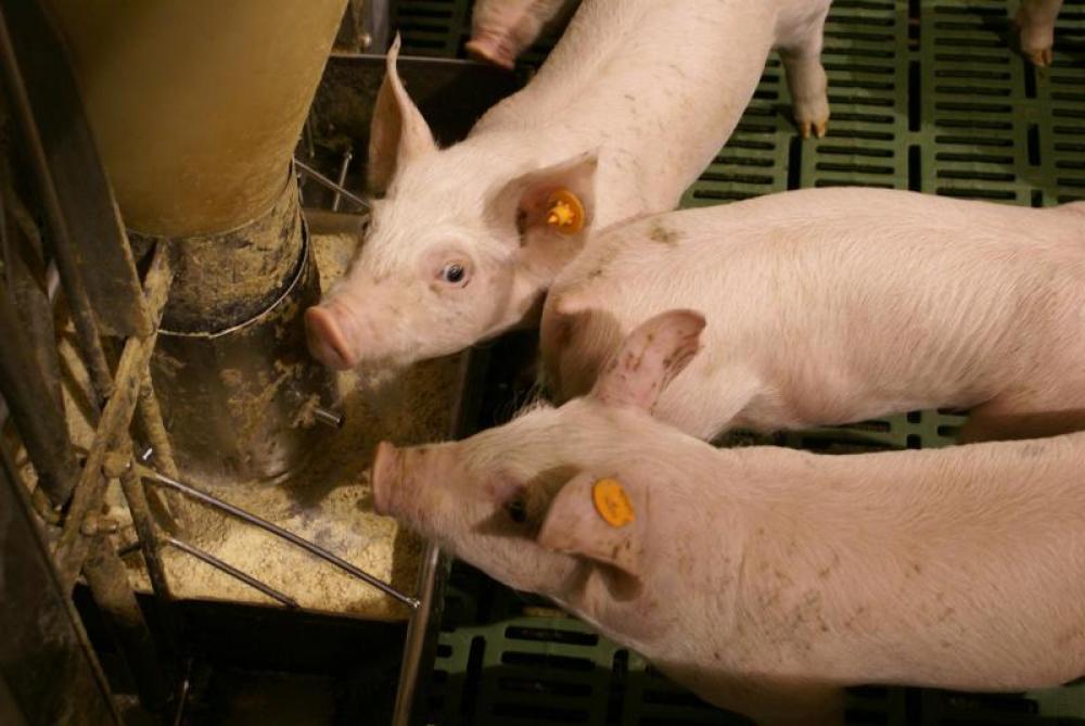 BFA, de koepel van de diervoedersector, is ook heel erg bezorgd over de crisis in de varkenshouderij.
