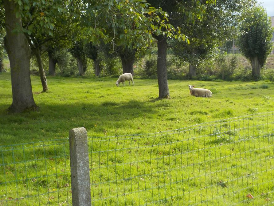 De schapen hebben voldoende gras nodig, een goede afsluiting en bomen als beschutting.