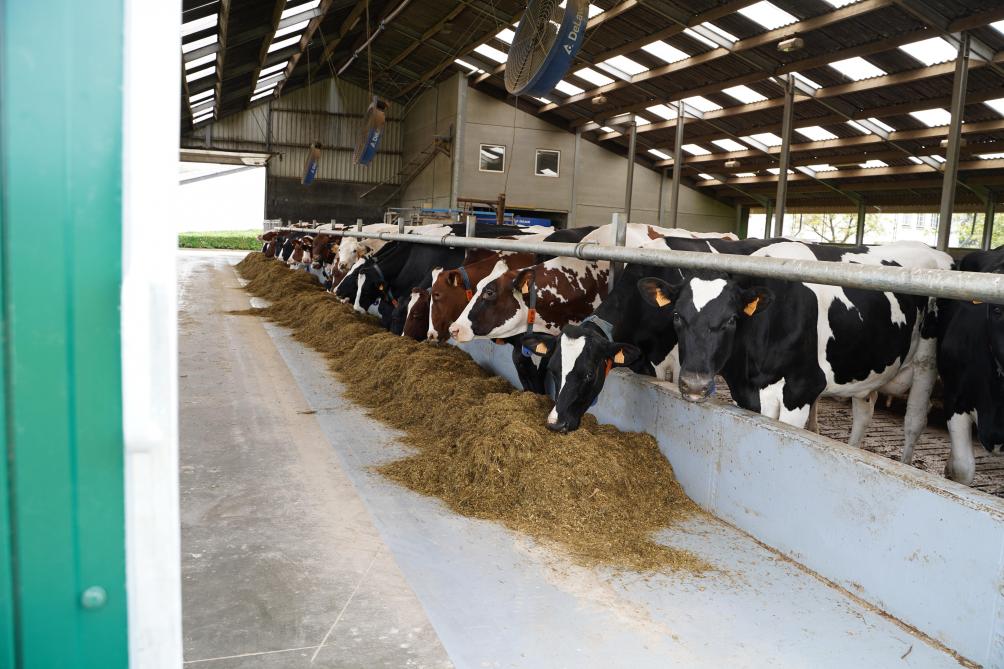 De 70 koeien op de Breykenshoeve leveren lekkere melk voor de verse producten in de horecazaak.