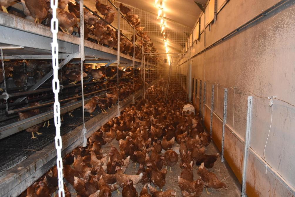 Europa stuurt erop aan om vanaf 2027 de kooihuisvesting van landbouwdieren te verbieden.