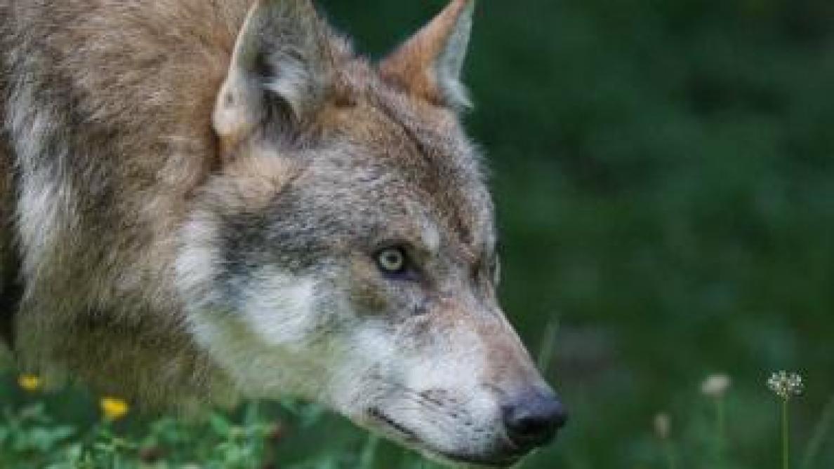 Boerenbond en enkele andere organisaties stellen zich grote vragen bij de aanpak van het wolvenbeleid in Vlaanderen.