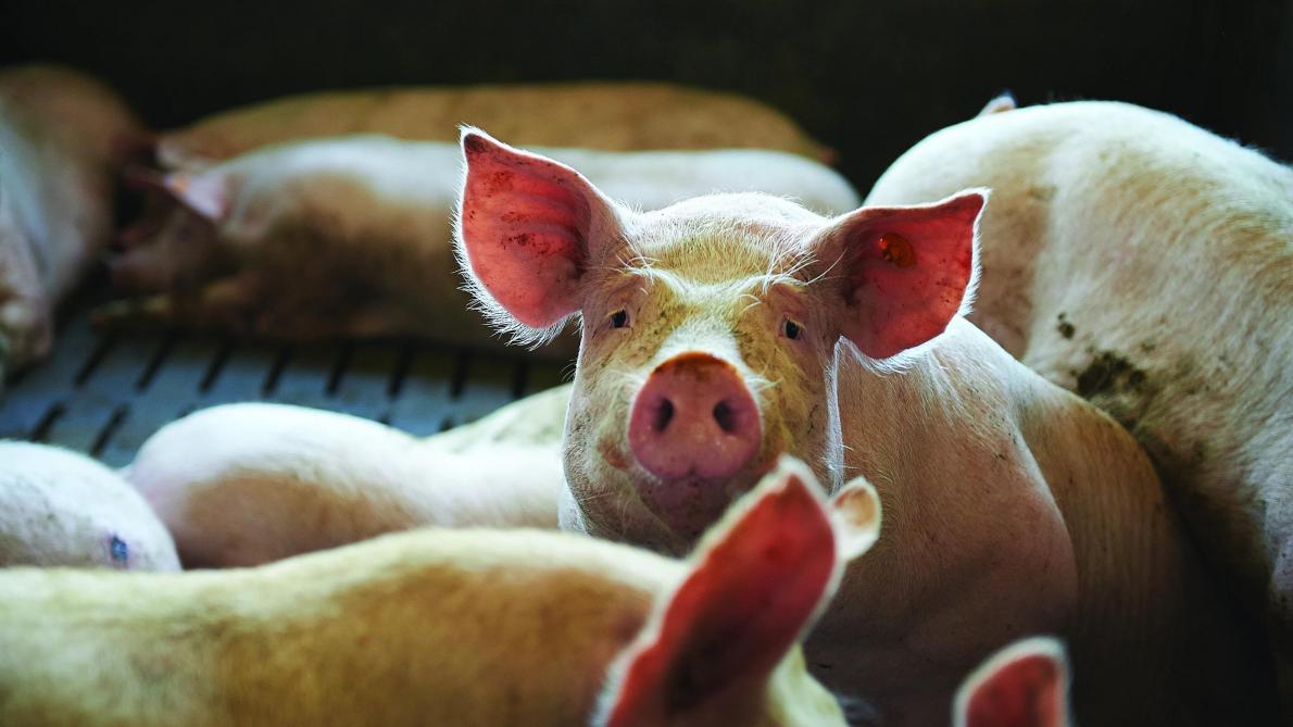 Delhaize gaat tijdelijk een extra crisisbijdrage per varken betalen aan haar Belgische varkenskwekers.
