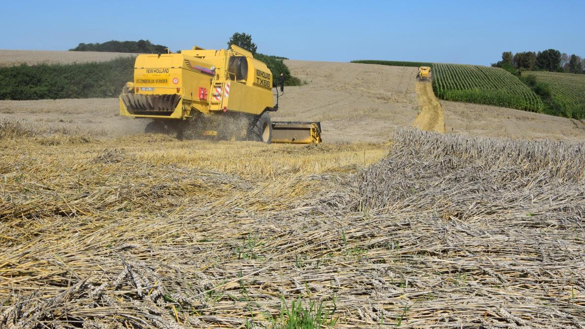 Het nieuwe USDA-rapport druk wat op de tarweprijzen.