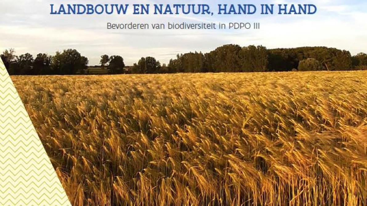 Het Vlaams Ruraal Netwerk publiceert een nieuwe brochure ‘Landbouw en natuur, hand in hand’ met getuigenissen van 16 landbouwers en projectpromotoren die vrijwillige maatregelen nemen om de biodiversiteit te beschermen en te verhogen.